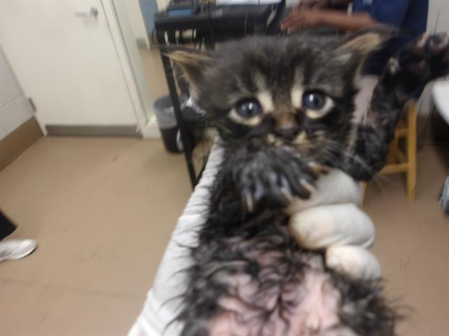 Adoptable Cat