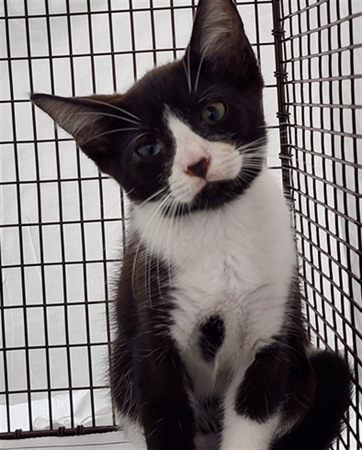Adoptable Cat