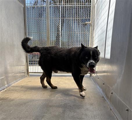Adoptable Dog