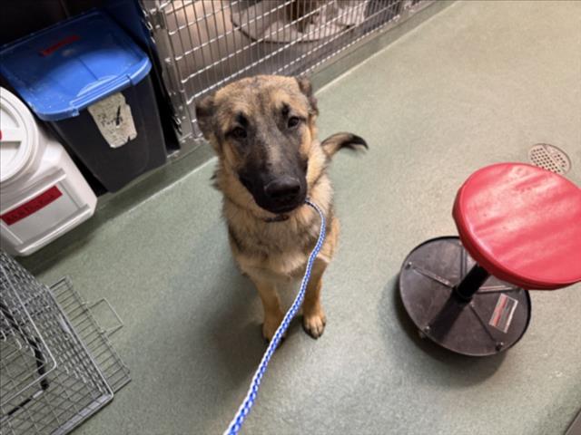 Adoptable Dog