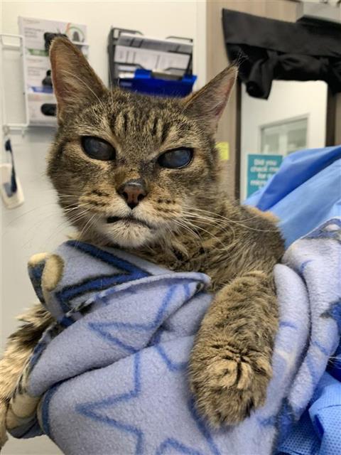 Adoptable Cat