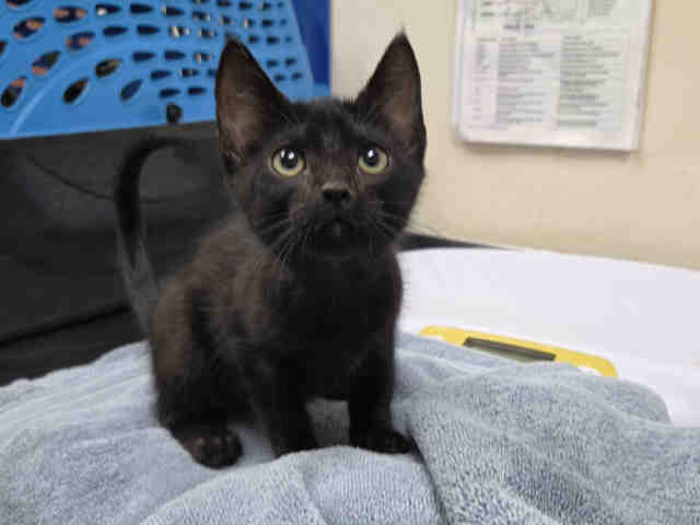 Adoptable Cat