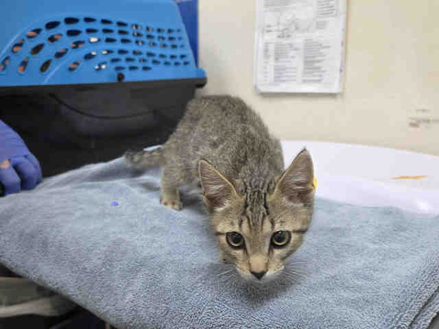 Adoptable Cat