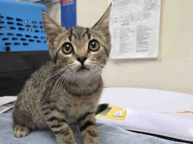 Adoptable Cat
