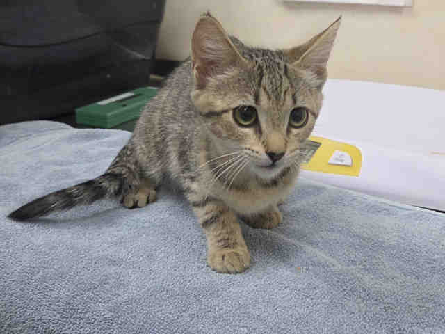 Adoptable Cat
