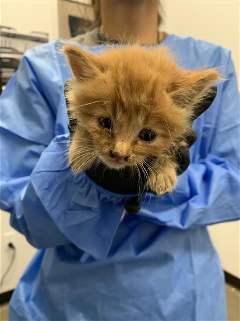 Adoptable Cat
