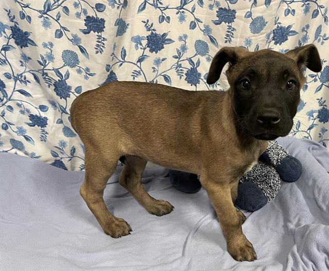 Adoptable Dog