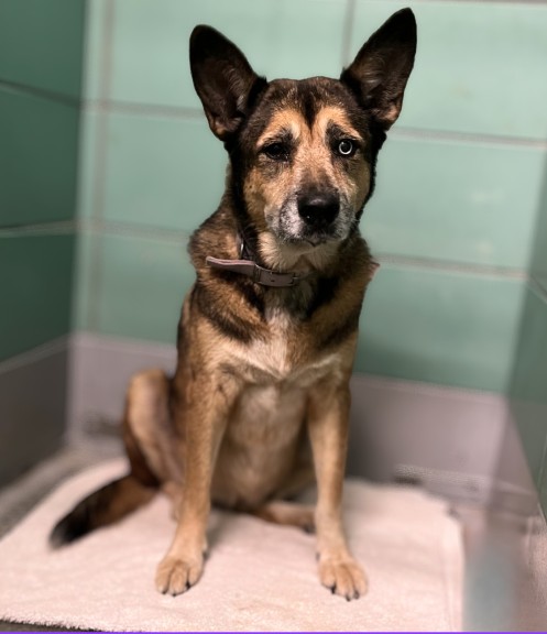 Adoptable Dog