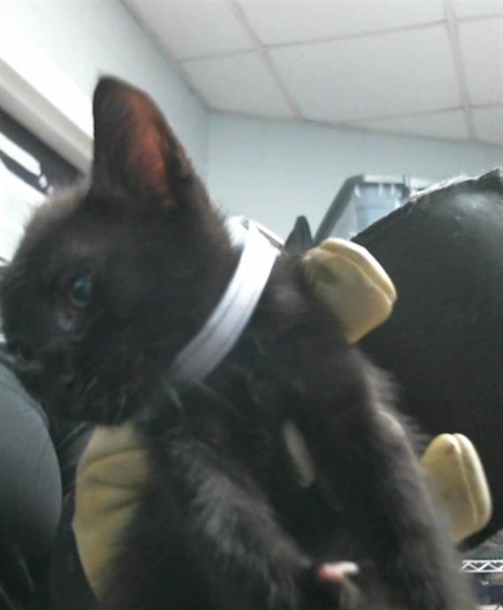 Adoptable Cat