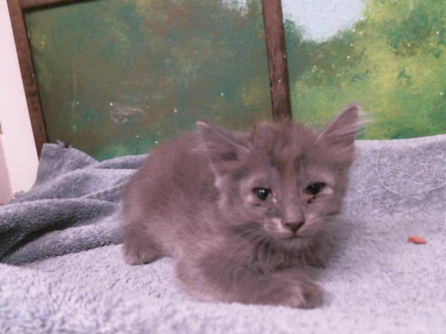 Adoptable Cat