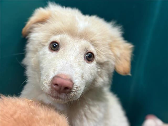 Adoptable Dog
