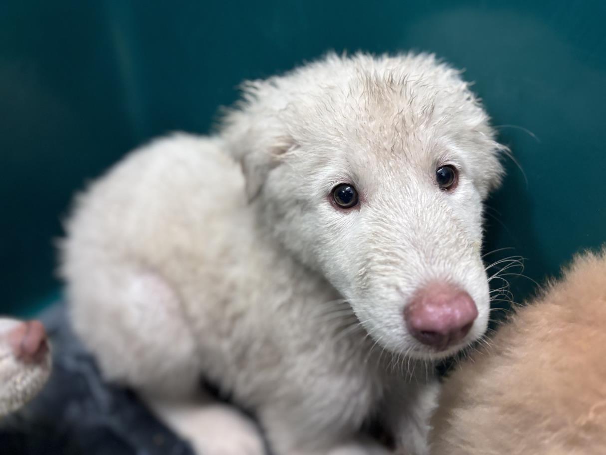 Adoptable Dog