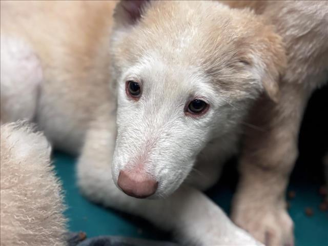 Adoptable Dog
