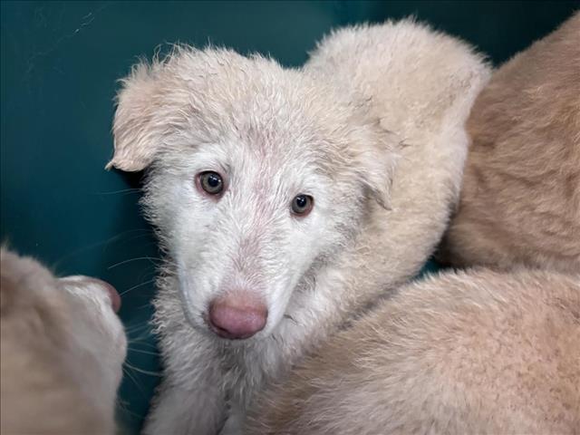 Adoptable Dog