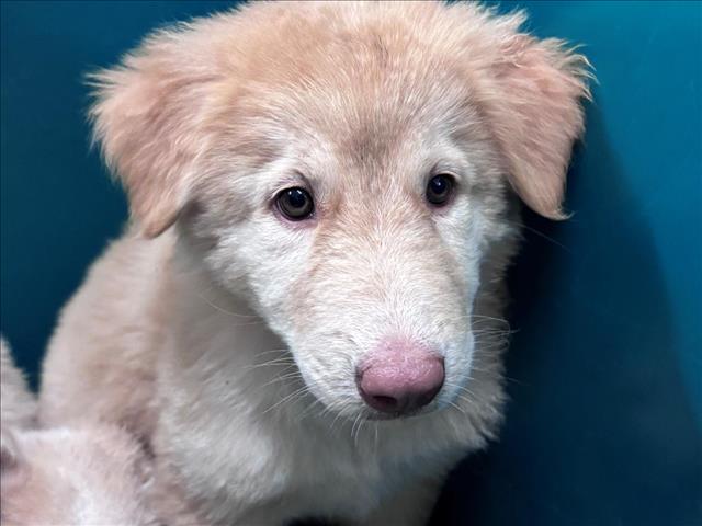 Adoptable Dog