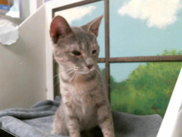 Adoptable Cat