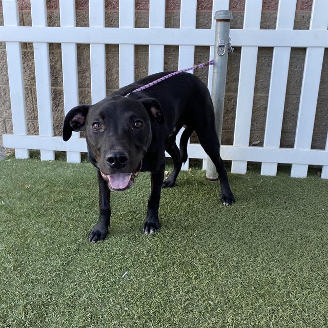Adoptable Dog