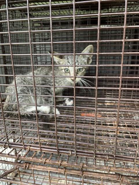 Adoptable Cat
