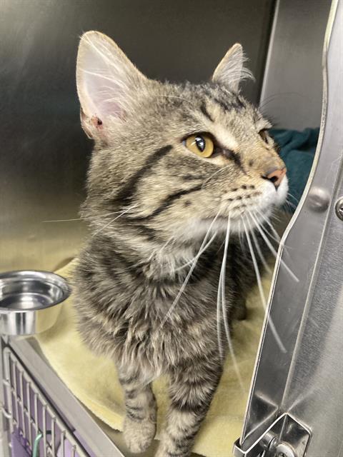 Gato