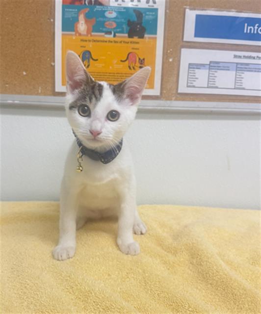 Adoptable Cat