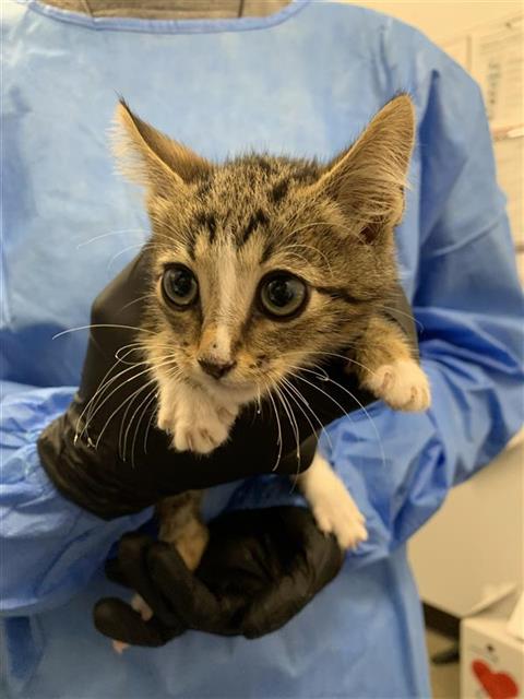 Adoptable Cat