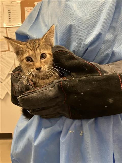 Adoptable Cat