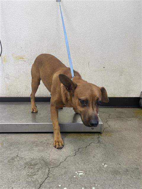 Adoptable Dog