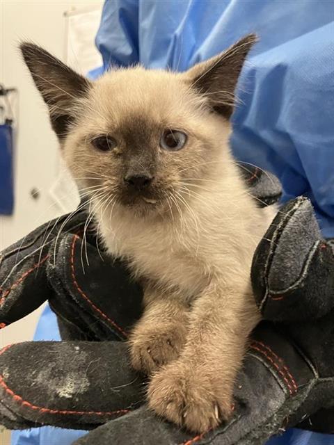 Adoptable Cat