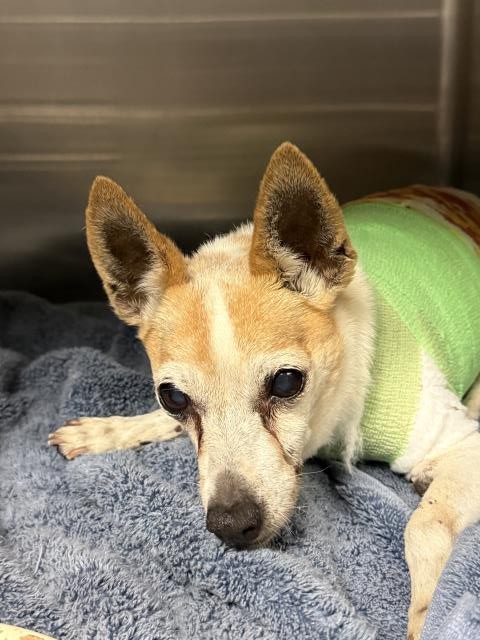 Adoptable Dog