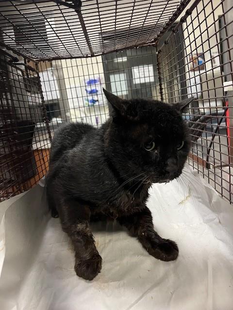 Negrito