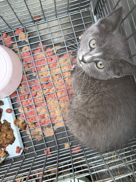 Adoptable Cat