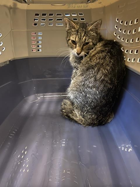 Adoptable Cat