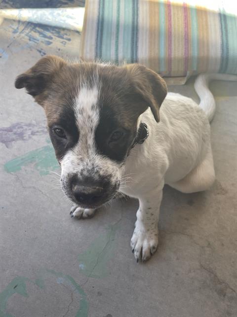 Adoptable Dog