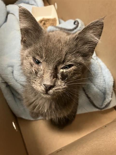 Adoptable Cat