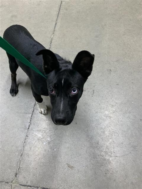Adoptable Dog