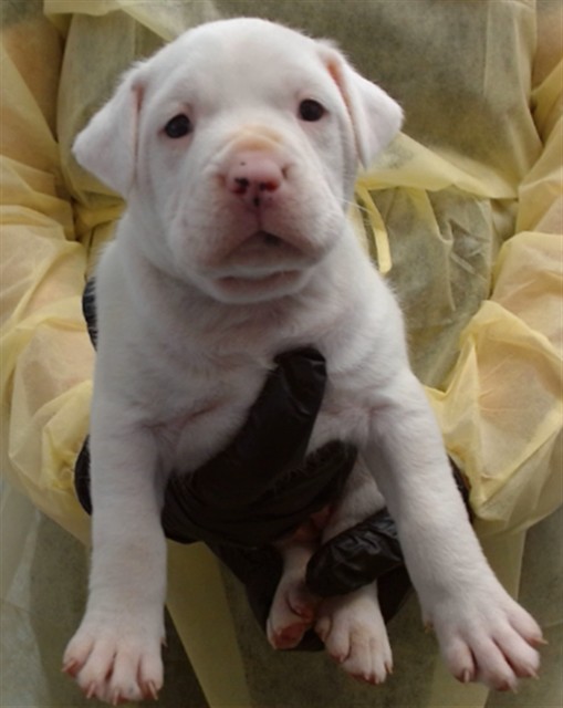 Rosie
