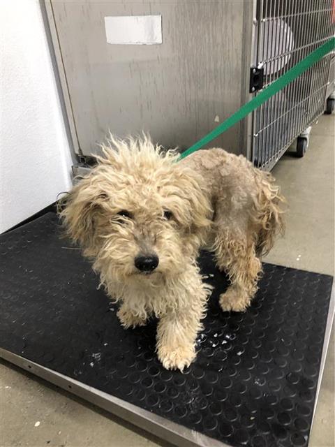 Adoptable Dog