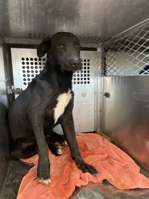 Adoptable Dog