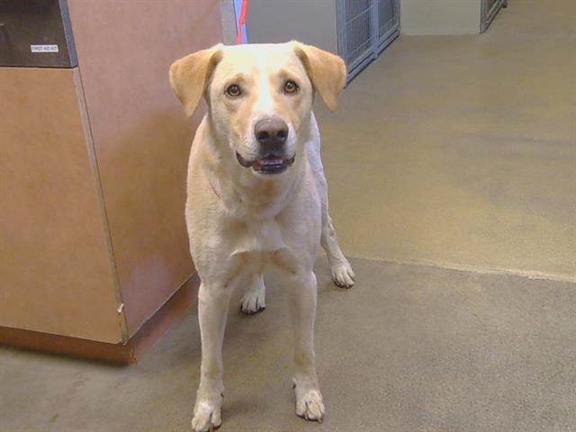 Adoptable Dog