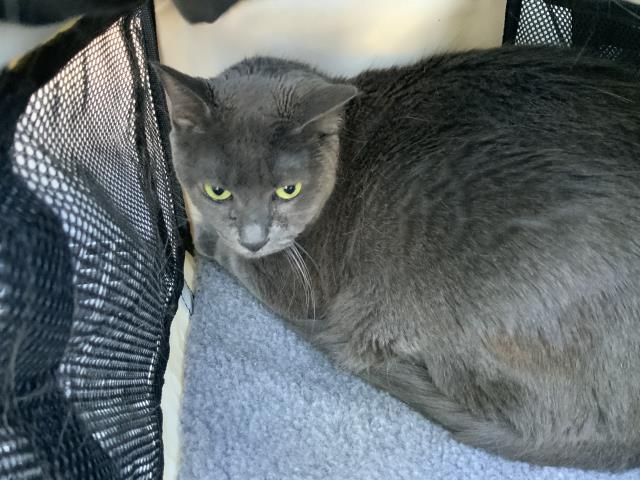 Adoptable Cat