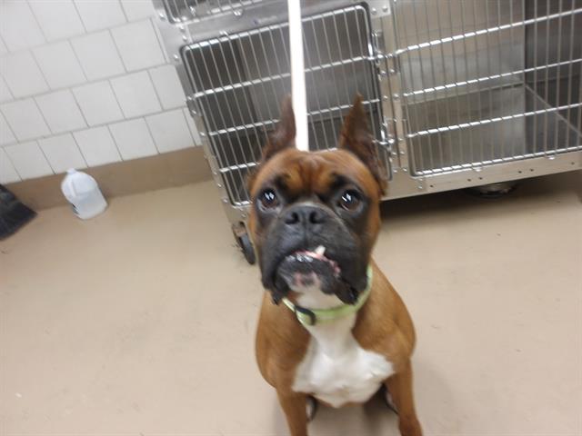 Adoptable Dog