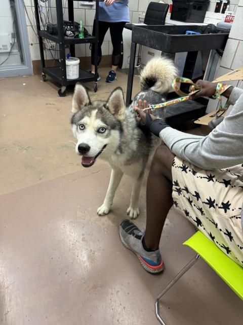 Adoptable Dog