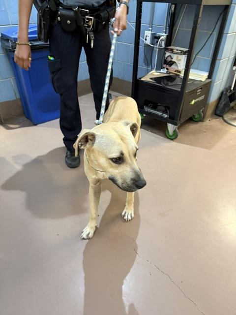 Adoptable Dog