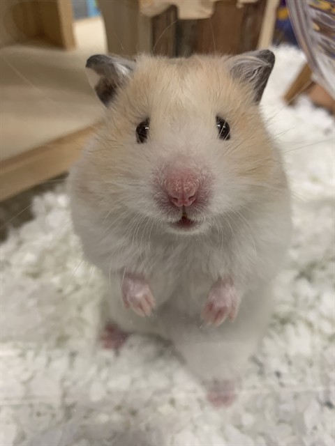 Nick