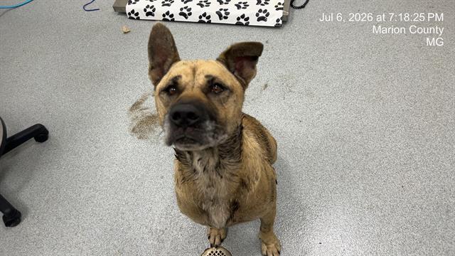 Adoptable Dog