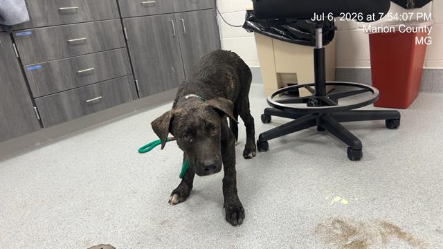 Adoptable Dog