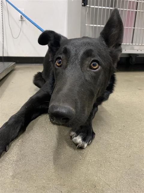 Adoptable Dog