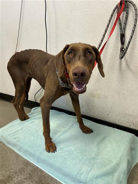 Adoptable Dog