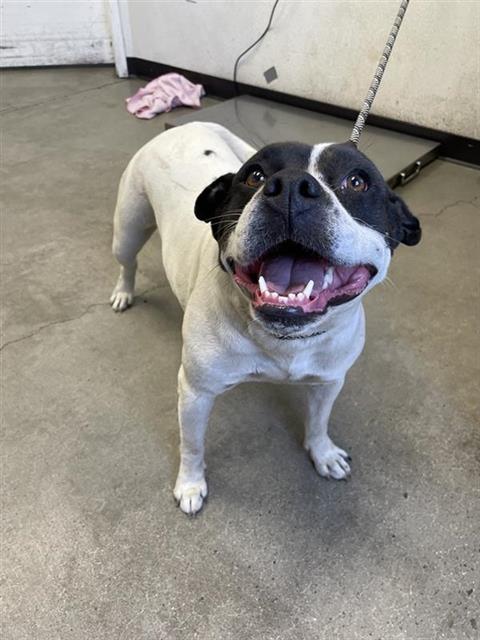 Adoptable Dog