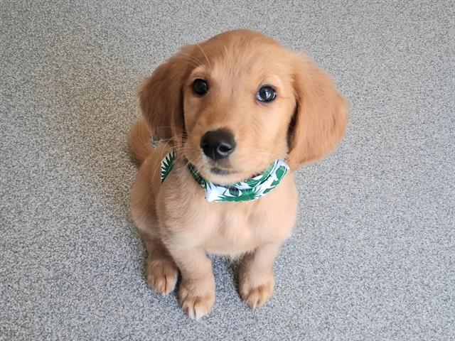Wrigley